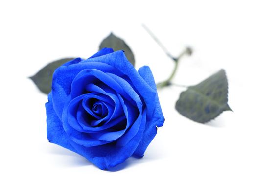 Une rose bleue