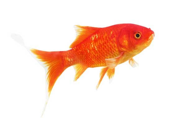 Un poisson rouge.